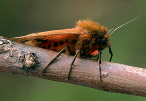 Zimtbär (Phragmatobia fuliginosa) – Foto 2
