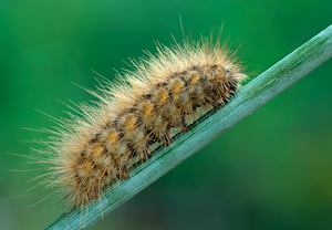 Zimtbär (Phragmatobia fuliginosa) – Foto 3