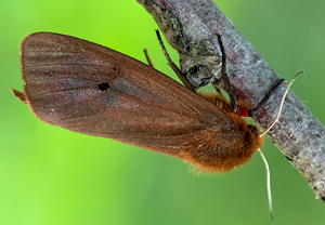 Zimtbär (Phragmatobia fuliginosa) – Foto 4