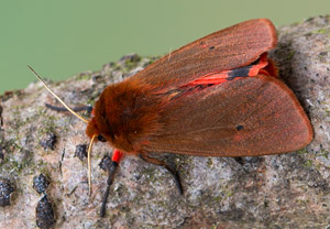 Zimtbär (Phragmatobia fuliginosa), 11.07.2019