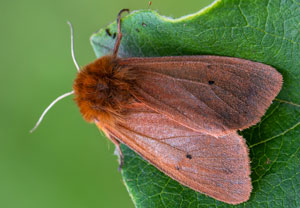Zimtbär (Phragmatobia fuliginosa), 19.07.2020, Wyry