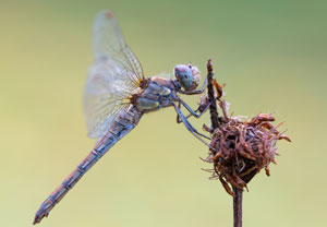 Große Heidelibelle (Sympetrum striolatum), 13.10.2015, Wyry