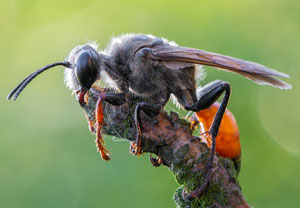 Heuschreckensandwespe (Sphex funerarius), 05.08.2019, Wyry