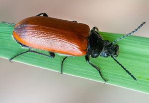 Omophlus lepturoides, 28.05.2012, Grimaud