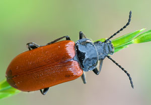 Omophlus lepturoides, 28.05.2012, Grimaud