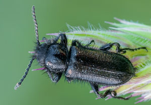 Enicopus ater, 29.05.2012, Le Plan-de-la-Tour