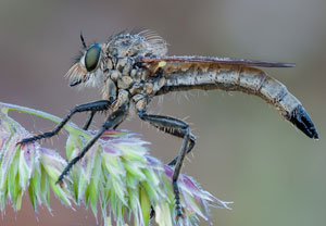 Kerbzangen-Raubfliege (Dysmachus fuscipennis), 29.05.2012, Le Plan-de-la-Tour