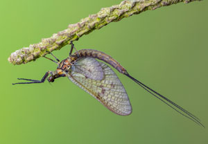 Gemeine Eintagsfliege (Ephemera vulgata), 01.05.2022, Weilerswist