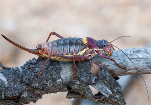 Provence-Sattelschrecke (Ephippiger provincialis), 17.07.2010, Le Plan-de-la-Tour