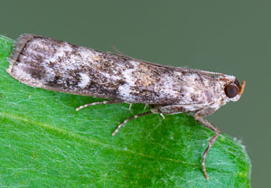Fichtenzapfenzünsler (Dioryctria abietella)