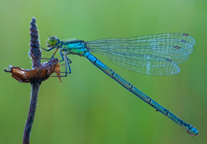 Erythromma viridulum