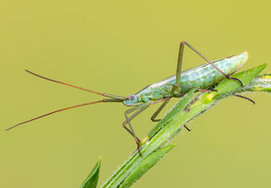 Große Graswanze (Megaloceroea recticornis), 28.06.2021, Niederzissen