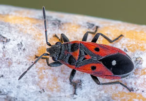 Melanocoryphus tristrami, 13.08.2025, Baska