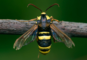 Hornissen-Glasflügler (Sesia apiformis), Wyry
