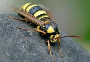 Hornissen-Glasflügler (Sesia apiformis), Wyry