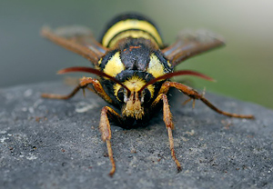 Hornissen-Glasflügler (Sesia apiformis), Wyry