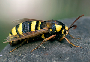 Hornissen-Glasflügler (Sesia apiformis)