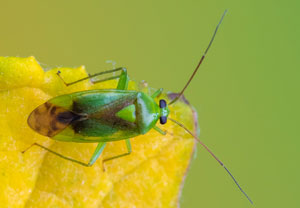 Neolygus viridis, 02.06.2024, Hürth