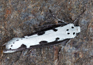 Natternkopf-Grasminiermotte (Ethmia bipunctella), 26.05.2024, Hürth