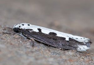 Natternkopf-Grasminiermotte (Ethmia bipunctella), 26.05.2024, Hürth