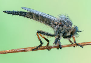 Knoten-Strauchdieb (Neoitamus cothurnatus), 19.05.2012