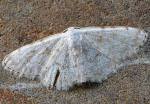 Scopula confinaria, 04.08.2025, Baška