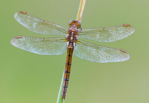 Kleiner Blaupfeil (Orthetrum coerulescens), 09.07.2016, Troisdorf-Altenrath