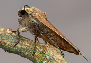 Hausmutter (Noctua pronuba), 06.07.2019