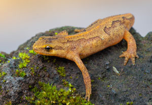 Fadenmolch (Lissotriton helveticus), 30.06.2019, Schavener Heide