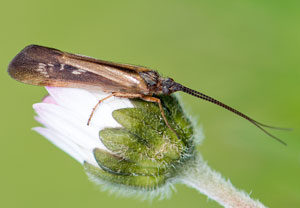 Limnephilus auricula, 03.05.2015, Köln-Rodenkirchen