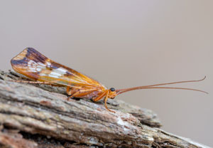 Mond-Köcherjungfer (Limnephilus lunatus)