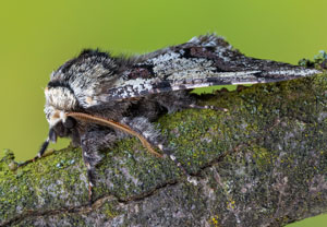 Pappel-Dickleibspanner (Biston strataria), 03.03.2026, Hürth