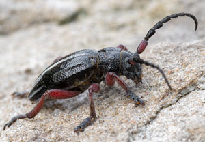 Rotbeiniger Erdbock (Dorcadion pedestre), 05.04.2026, Gießhübl