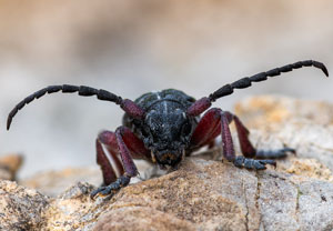 Rotbeiniger Erdbock (Dorcadion pedestre), 05.04.2026, Gießhübl