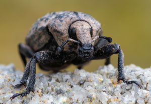 Minyops carinatus, 06.04.2026, Gießhübl