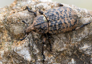 Minyops carinatus, 05.04.2026, Gießhübl
