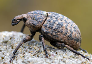 Minyops carinatus, 06.04.2026, Gießhübl