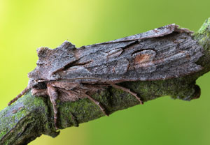 Braungraue Holzeule (Lithophane furcifera), 02.04.2026, Wyry