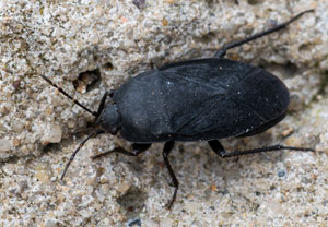 Borretsch-Bodenwanze (Aellopus atratus), 05.04.2026, Mödling