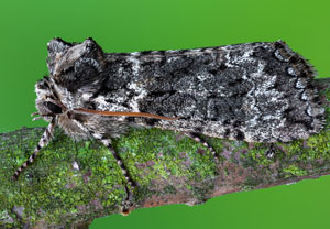 Moosgrüner Eulenspinner (Polyploca ridens), 19.04.2026, Hürth