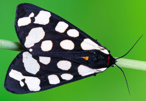 Schwarzer Bär (Arctia villica), 26.04.2026, Hatzenport