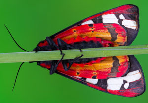 Schwarzer Bär (Arctia villica), 26.04.2026, Hatzenport