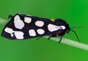 Schwarzer Bär (Arctia villica), 26.04.2026, Hatzenport