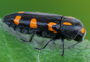 Variabler Prachtkäfer (Ptosima undecimmaculata), 24.05.2026, Treis-Karden