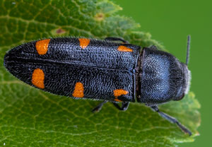 Variabler Prachtkäfer (Ptosima undecimmaculata), 24.05.2026, Treis-Karden