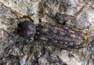 Lichenophanes varius, 23.06.2026, Kruft