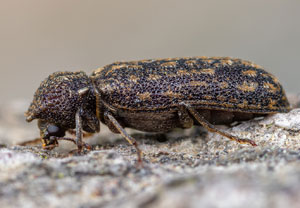 Lichenophanes varius, 23.06.2026, Kruft