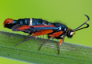 Roter Ampfer-Glasflügler (Pyropteron chrysidiforme), 13.06.2026, Erftstadt