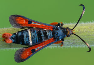 Roter Ampfer-Glasflügler (Pyropteron chrysidiforme), 13.06.2026, Erftstadt