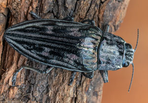 Großer Kiefernprachtkäfer (Chalcophora mariana), 09.06.2026, Wörth am Rhein